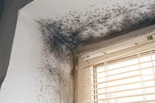 Affordable Black Mold Remediation solutions in North Reading, MA