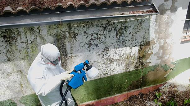 Top rated local Black Mold Remediation specialists in North Reading, MA